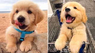 ❤️Cute Puppies Doing Funny Things 2020❤️#1  Cutest Dogs