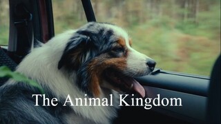 The Animal Kingdom 2023