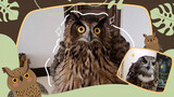 A recovering eagle owl and a screech-owl