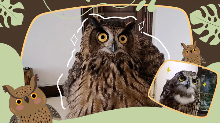 [Bubo Bubo+Scops Owl] ตุ๊กตาในตู้ฟื้นคืนชีพกลายเป็นชายหนุ่มรูปงาม