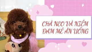 Ước mơ nhỏ bé của Chà Neo #thucung #poodle #yeuchomeo #pets #boss