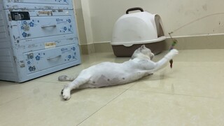 Chăm sóc sức khỏe cho mèo ALN khi mang bầu