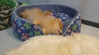 Gootnight