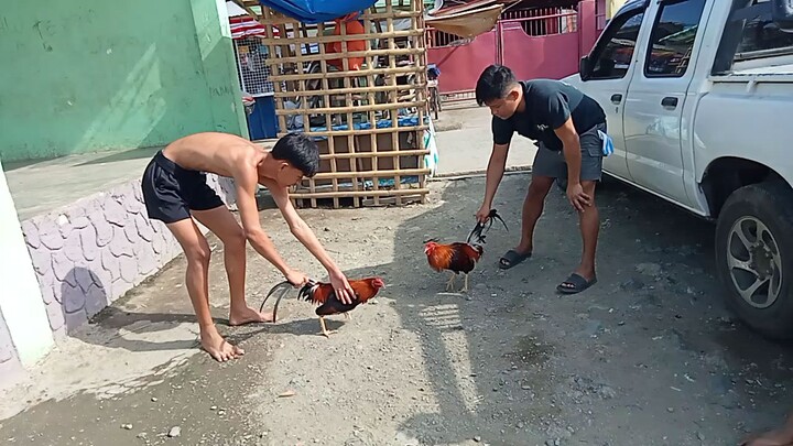 SPAR MUNA BROODCOCK FATHER AND SON