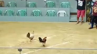 angat na manok