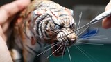 Model: Anak kucing kecil yang lemah tumbuh menjadi harimau yang ganas, bisakah kamu menerimanya?