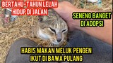 Subhan Allah Kucing Jalanan Meluk Minta Di Bawa Pulang Sudah Cape Hiduo Di Pasar..!