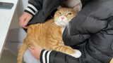 Động vật|Mèo con nhảy lên đùi đòi được ôm
