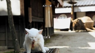 Neko Zamurai 03 ซามูไรแมวเหมียว