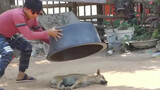 [Động vật]Khoảnh khắc vui nhộn của chó săn lông vàng trong cuộc sống