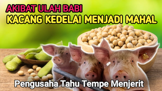 kedelai Mahal  pengusaha tempe berkurang produksi