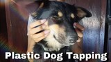 ASMR | My Dog is Plastic 🐶