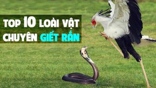 Top 10 Loài Động Vật Nào Chuyên Giết Rắn - Ăn Rắn Độc Như “Ăn Kẹo” - HKP