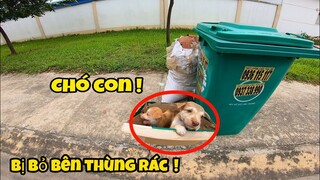 Những Con Chó Đáng Thương Bị Bỏ Lại Ở Bãi Rác