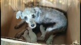 Schnauzer Dog Giving Birth of 5  Cute Puppies