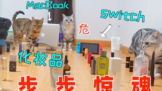 步步惊魂！每一步都让主人肉疼！猫咪避障究极测试