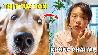 Đại Trang | Khi Đại Trang Và Mama Vì Miếng Ăn Mà Tương Tàn Lẫn Nhau... 🤣Gâu Đần Official