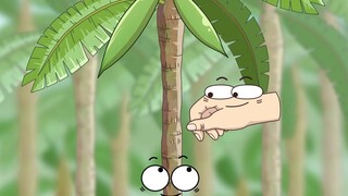 There is no coconut in coconut sugar