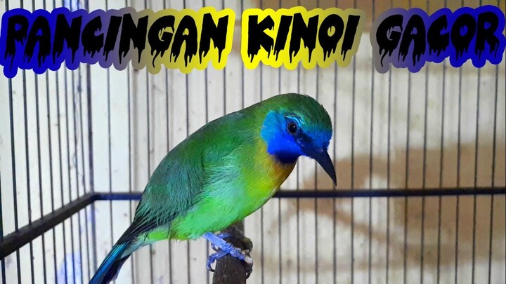 Suara Pancingan Kinoi Gacor Isian...!!!