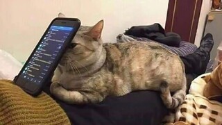 Cobalah untuk menahan tawa saat menonton video kucing paling lucu 2021 | Kucing lucu banget