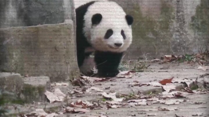 Panda Channel | I Changed The BGM Of Panda Hehua Coming Out