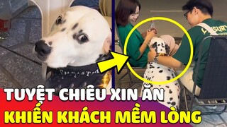 Khi con Sen 'BÁN QUÁN' lại còn nuôi chú Chó đốm, sơ hở là 'XIN ĂN' của khách 😅 Gâu Đần