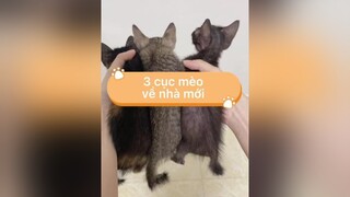 Cho 3 con chuột dìa nhà mới vitaminmeo vitaminmèo meo mèo yeudongvat cat cats meow yeumeo yêumèo catsoftiktok catlover meota meocon