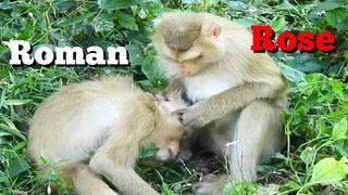 Awesome Double Pigtail Monkeys Roman & Rose Started to Connect Communication,Rose Fall in Love Romam