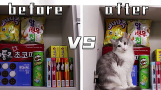 Punya Kucing VS Tak Punya Kucing