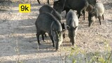 [Động vật]Bắn tên vào lợn lòi Pecari hoang dã