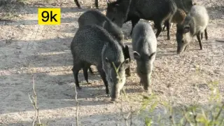 [Animals]Shooting arrows at peccaries in the wild