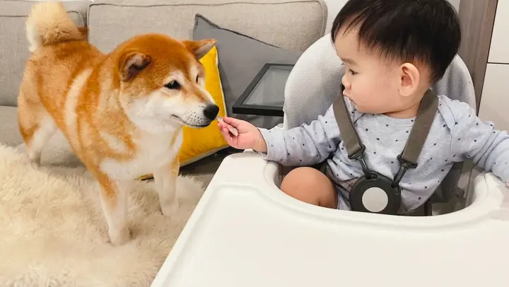 How Does a Baby Play with Dogs