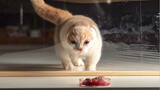 Động vật|Mèo nghịch màng bọc thực phẩm