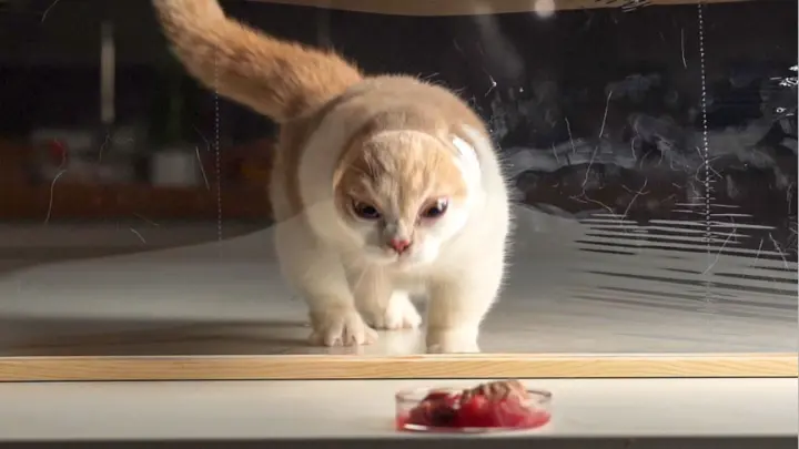 Animals|Kitten Playing the Plastic Wrap
