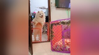 Mẹ ơi cho Lộn vào chăm em bé đi mà Hotvitlon đực phối_giống samoyed dog dogsoftiktok chó chó_cưng petlover doglove