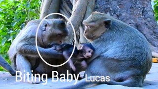 No No No.!!,​ Stop Biting Baby Monkey Lucas Try Hard​To Escape From Big Bertha,Adorable Baby Lucas