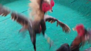 pertarungan ayam Siam dengan ayam Siam kampung