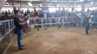 Torrijos marinduque 2 cock ulutan Triple P Gamefarm