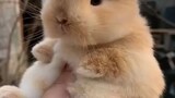 กระต่ายน้อยตัวนี้ดูน่ารักมาก