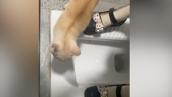 猫：“桀桀，刚刚夺舍的这副身体还有点不适应呢！”