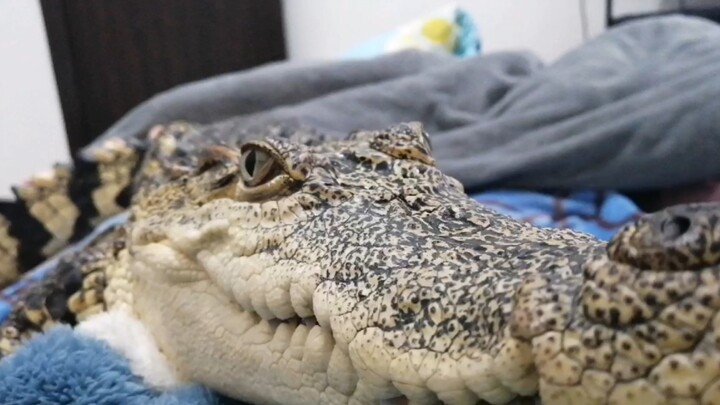 [Động vật]Vui vẻ cùng chú cá sấu nhỏ của tôi