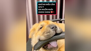 ad Những điều thú vị ít người biết về chó Chow Chow 🆘‼️ chuboo 7749HieuUng dog yeuchomeo dog