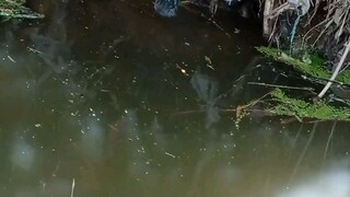 Mancing Di genangan Air sungai