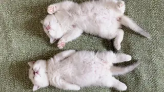 Look how the kitten sleep, do you recognize the breed?