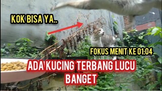 Gila Ada Kucing Terbang Lucu Banget Bikin Ngakak Kok Bisa Ya..!