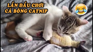 Phản ứng của mèo lần đầu chơi cá bông nhồi cỏ catnip - Nông Trại Thú Cưng