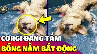 Đang tắm thì 'BÉ CORGI' lăn đùng ra ngủ, Sen hốt hoảng vì tưởng 'ĐÃ ĐĂNG XUẤT' và cái kết 😂 Gâu Đần