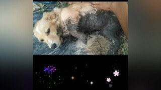 Phạt to luôn...cunyeucuadua yeucho yeuchomeo cún cúncon chó chómèo chócon chókhôn yeuchomeo chócute pet dog dogsoftiktok doggo