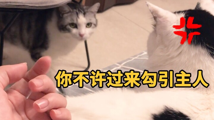 感受一下钢铁直猫对你笨拙的爱…