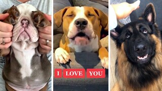 Funniest DOG videos on the Internet! 🐶 Ultimate Doggos Compilation! 🐶